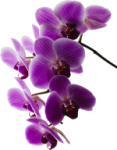 Alpenorchidee